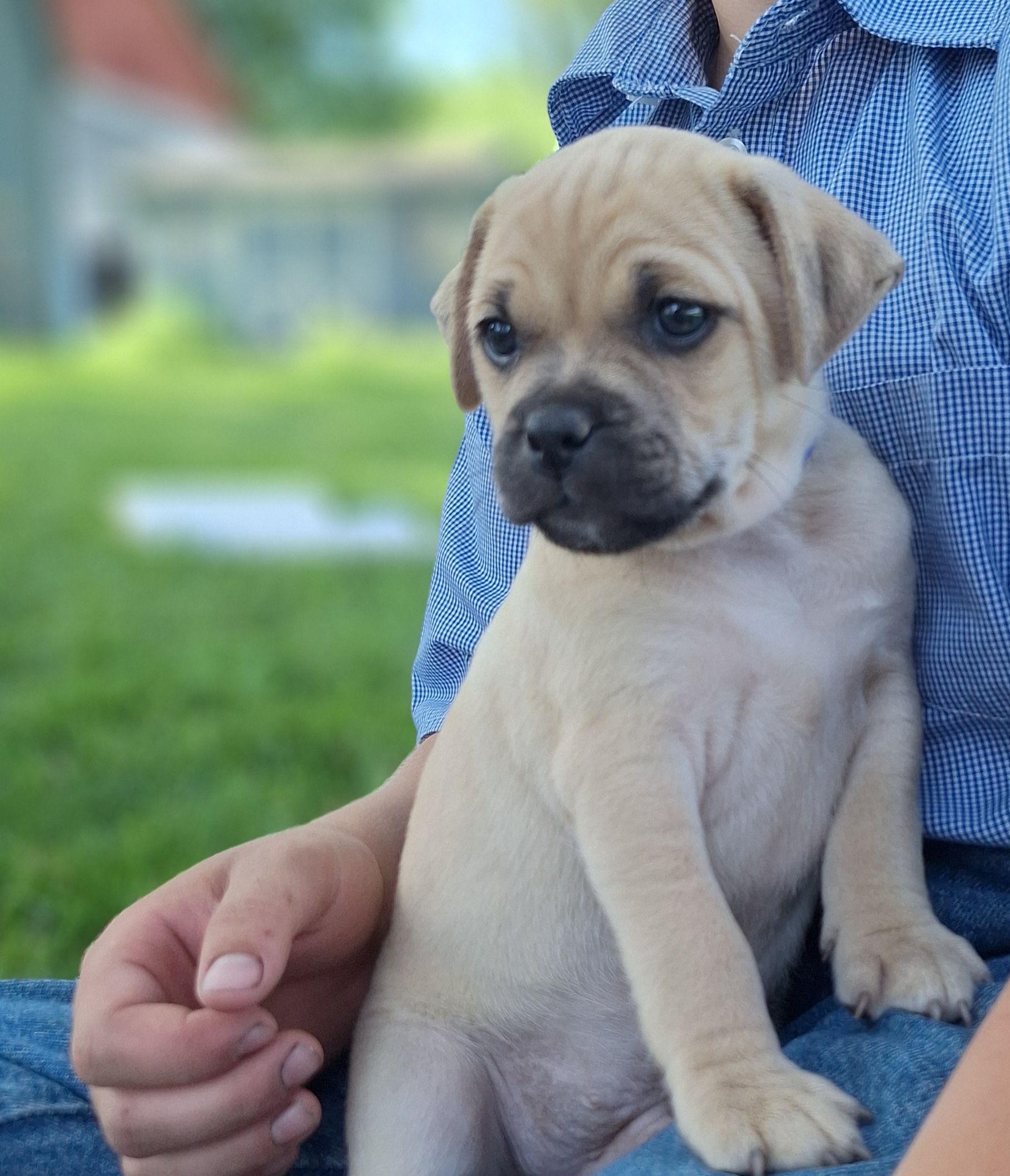 Basil - Jug (Male) $900