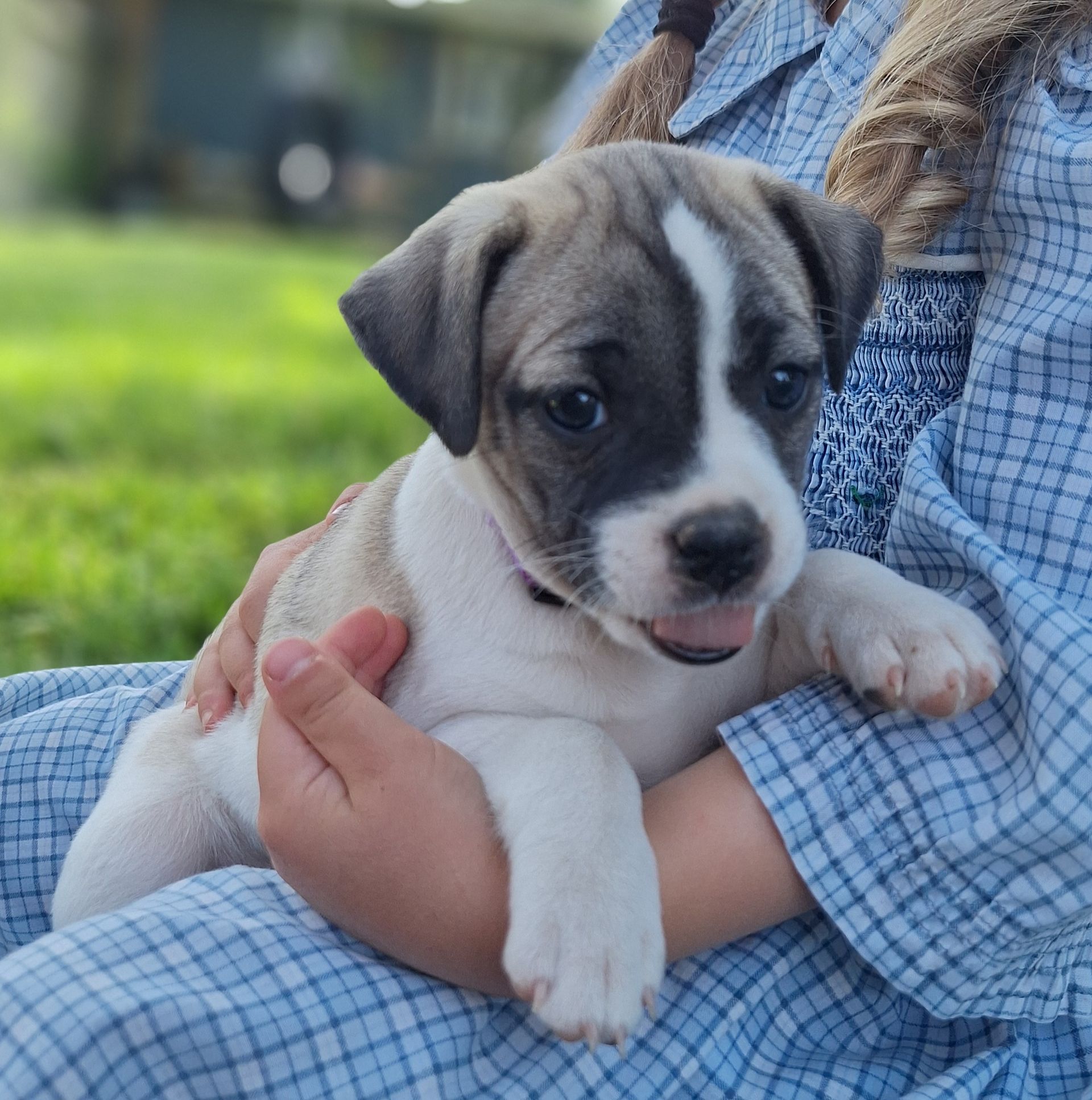 Clove - Jug (Female) $900