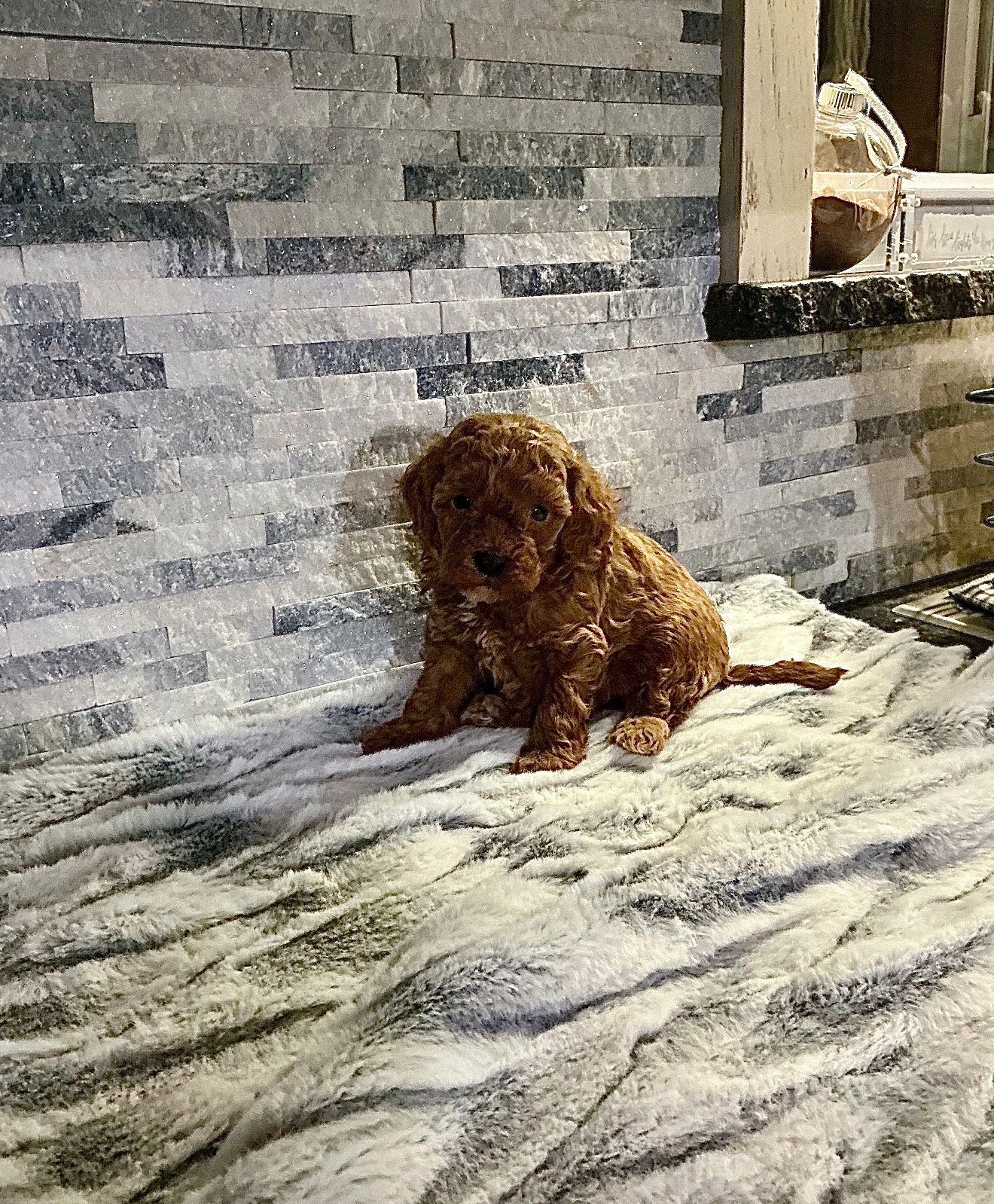 Clover - F1b Eskipoo (Male)