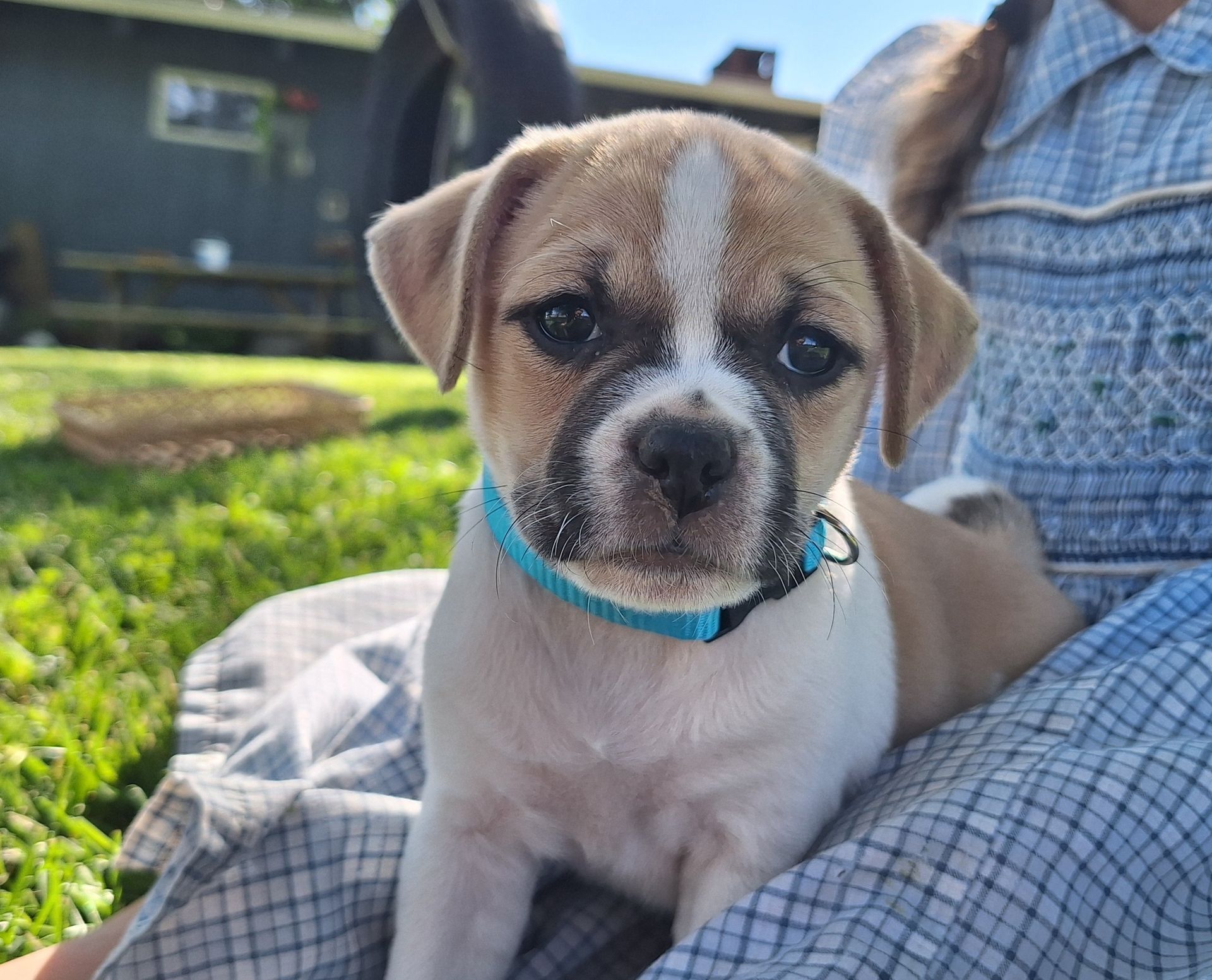 Nutmeg - Jug (Female) $900