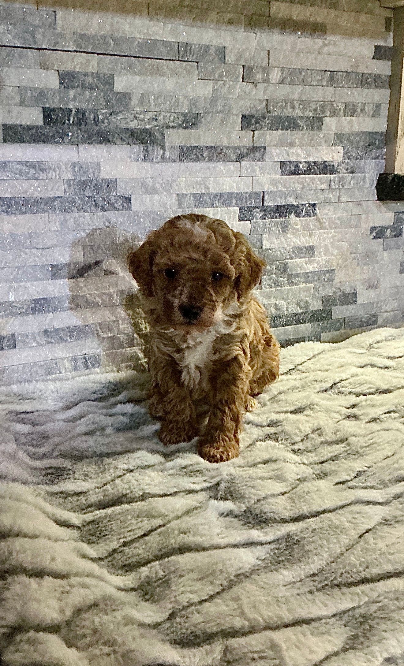 Parsley - F1b Eskipoo (Male)