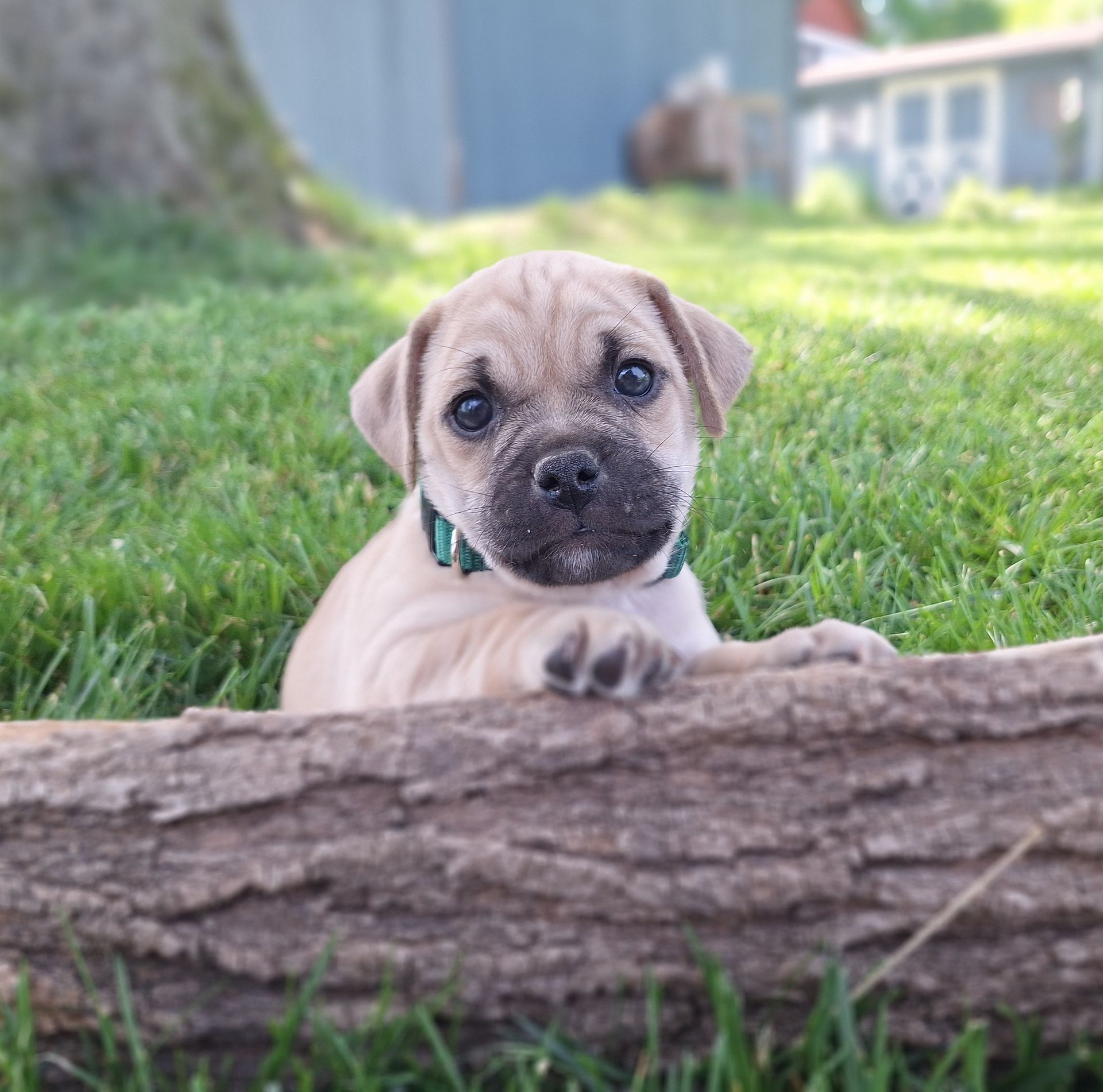 Parsley - Jug (Female) $900