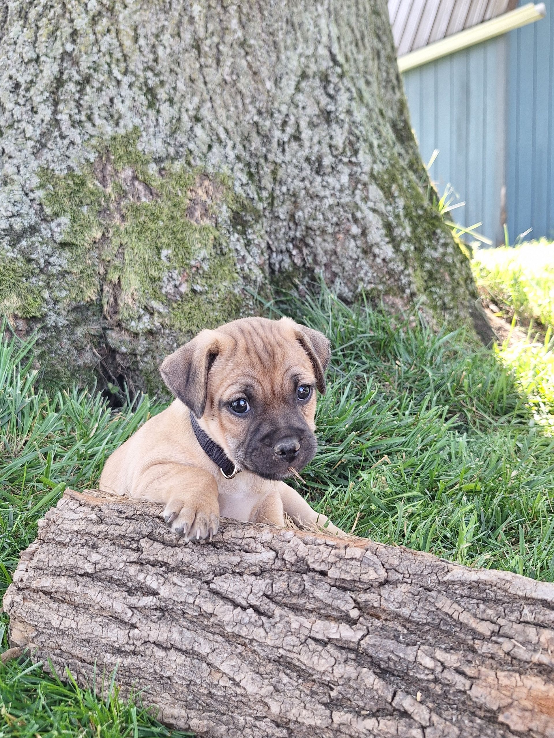 Pepper - Jug (Male) $900