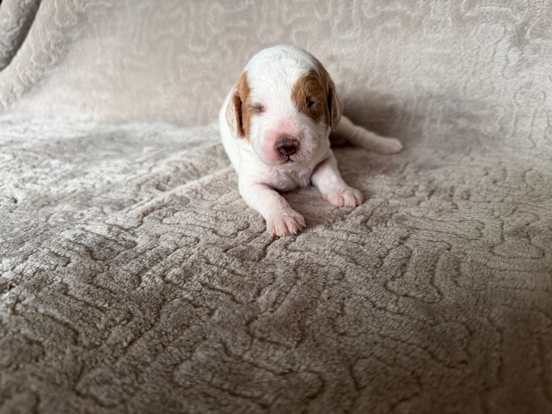 Bella - F1bb Mini Goldendoodle (Female)