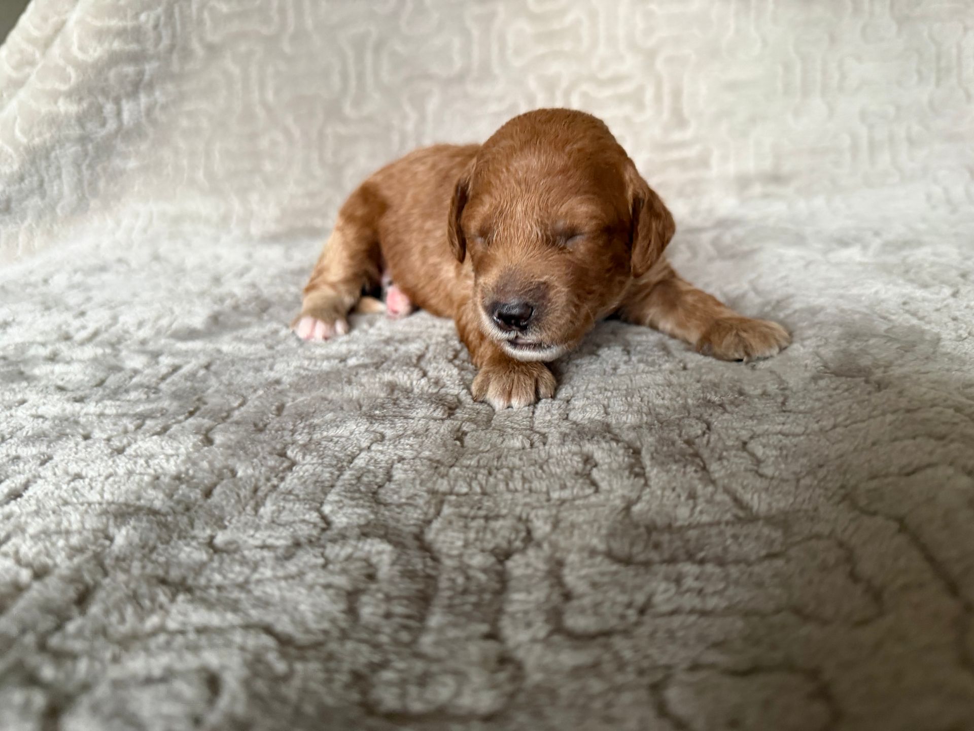 Bailey- F1bb Mini Goldendoodle (Female)