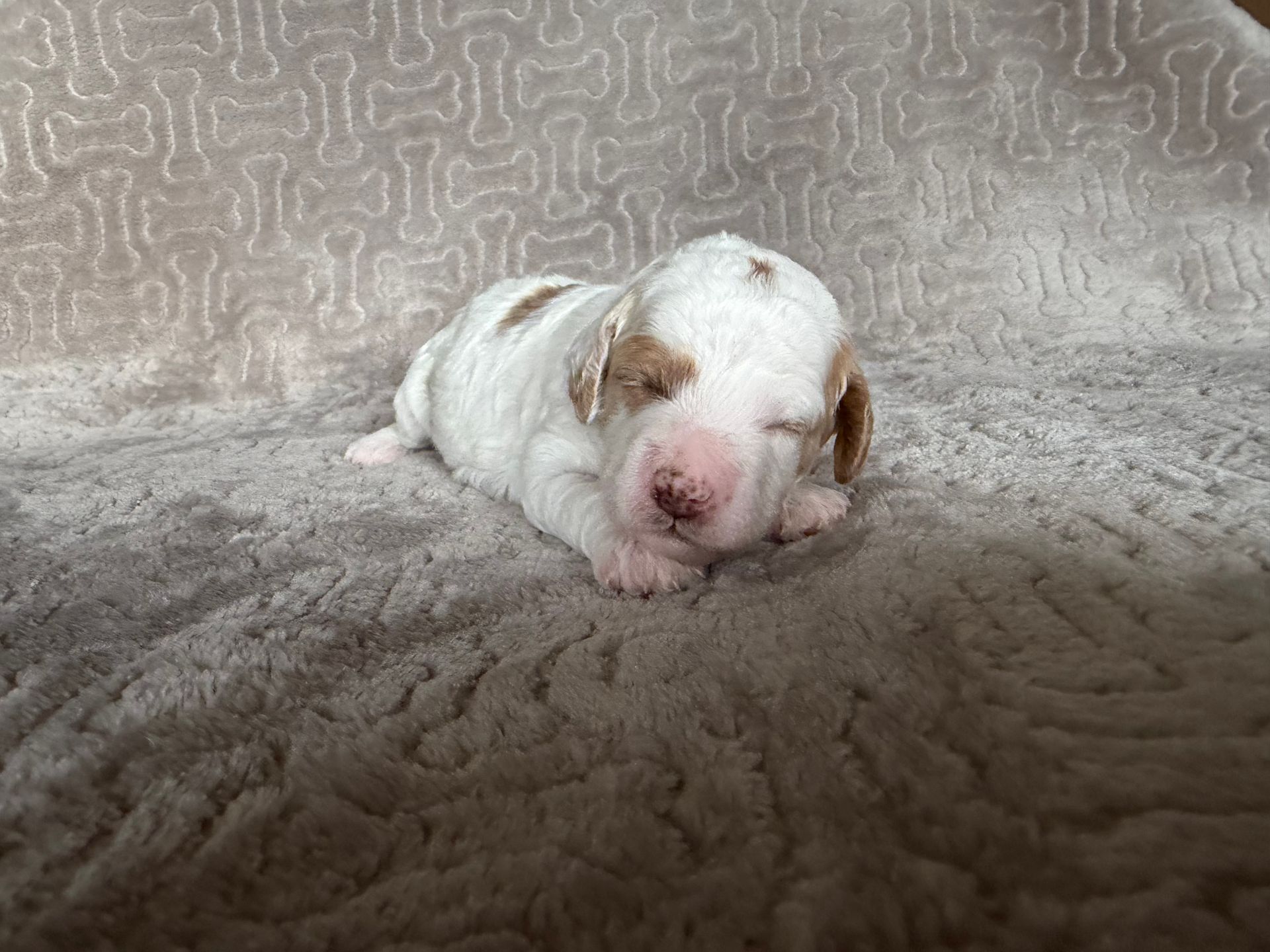 Callie - F1bb Mini Goldendoodle (Female)