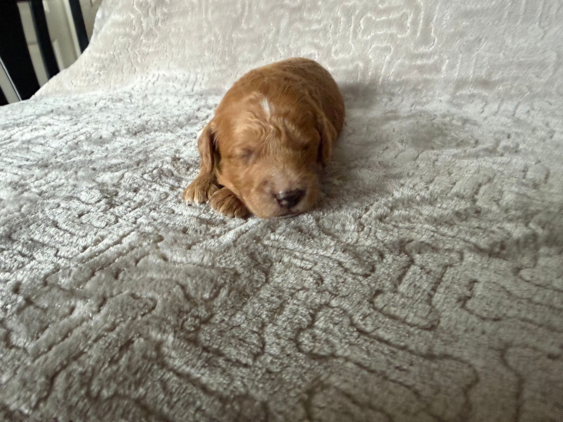 Cocoa - F1bb Mini Goldendoodle (Female)