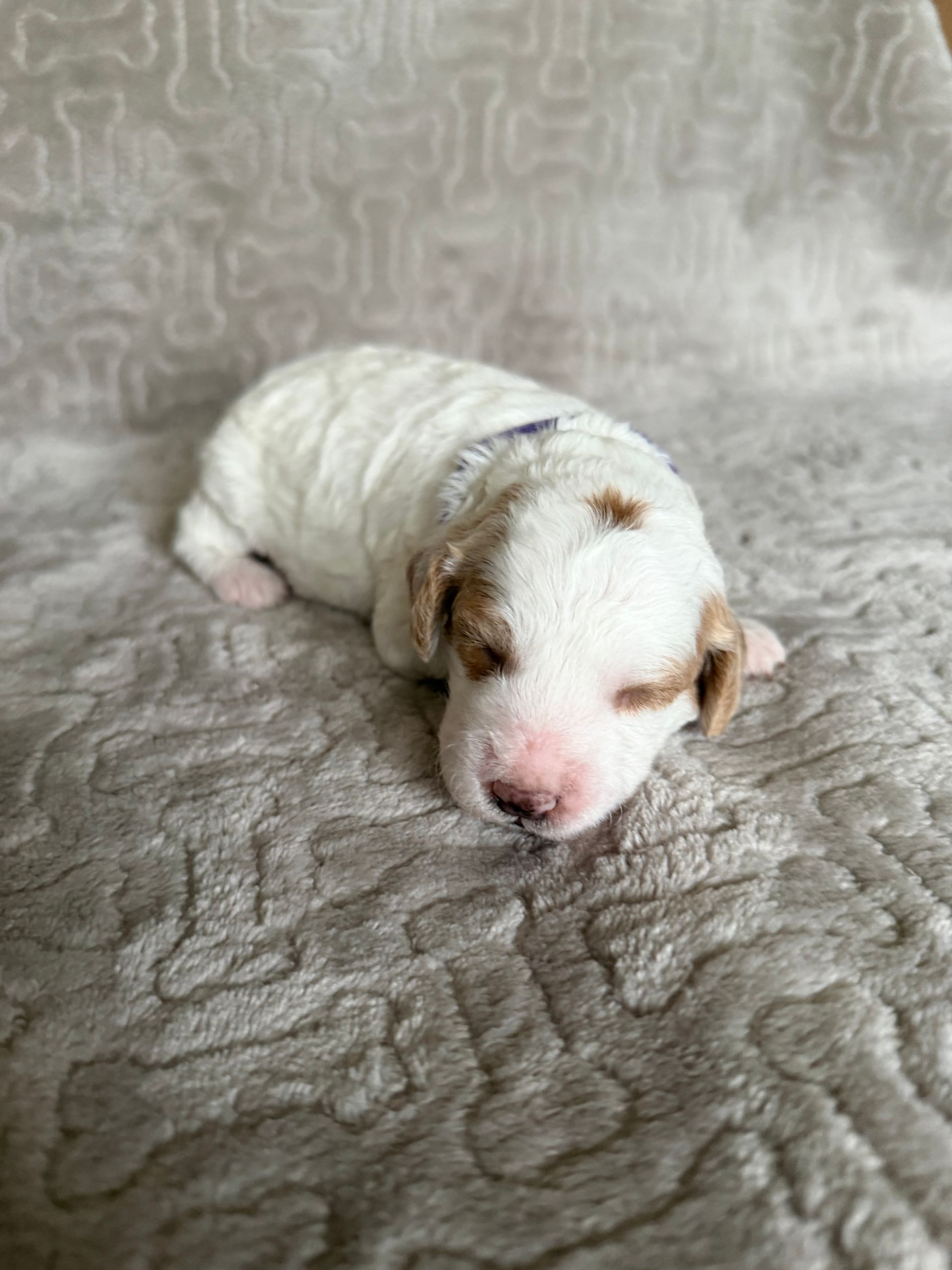 Ellie - F1bb Mini Goldendoodle (Female)