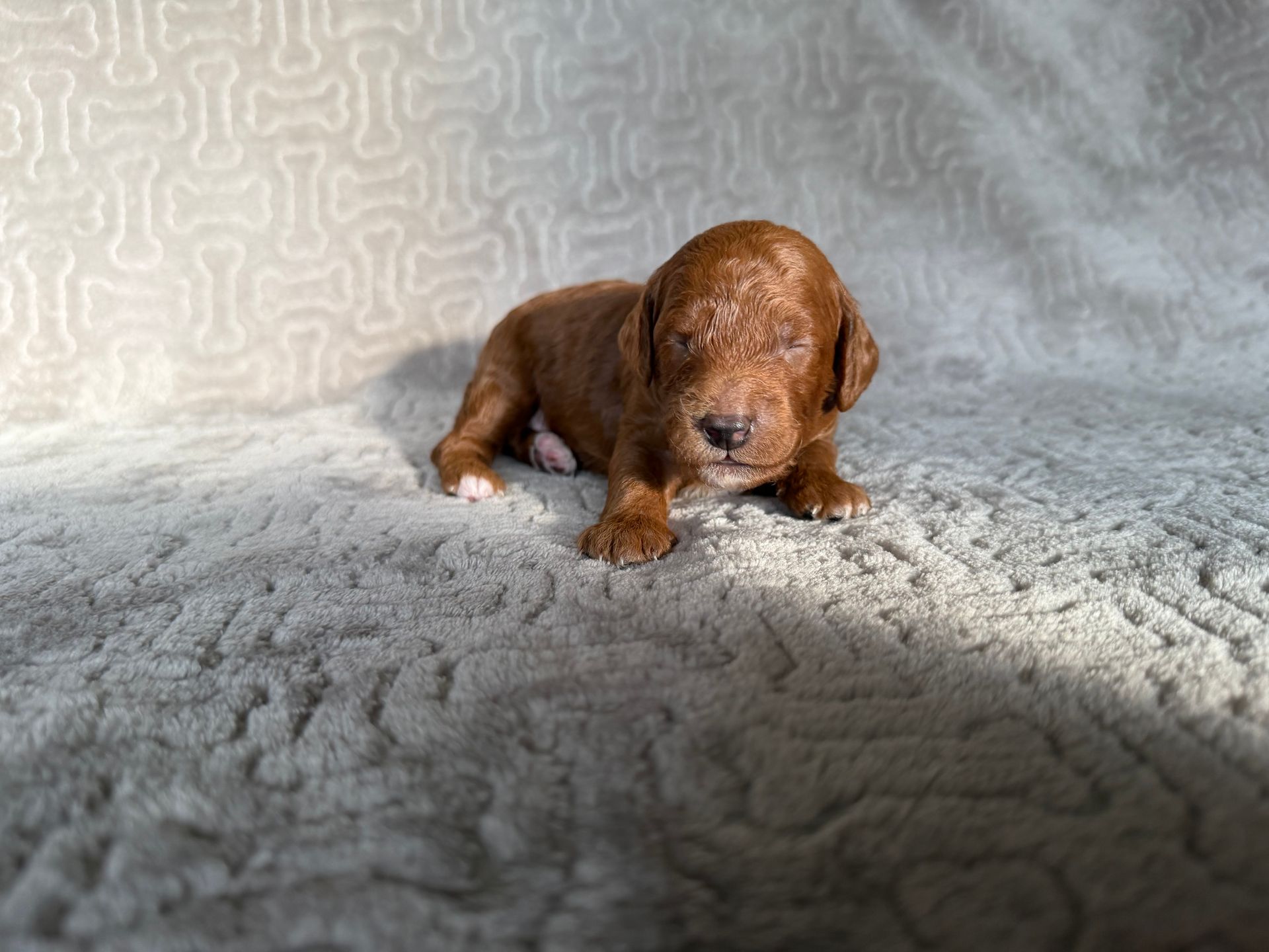 George - F1bb Mini Goldendoodle (Male)