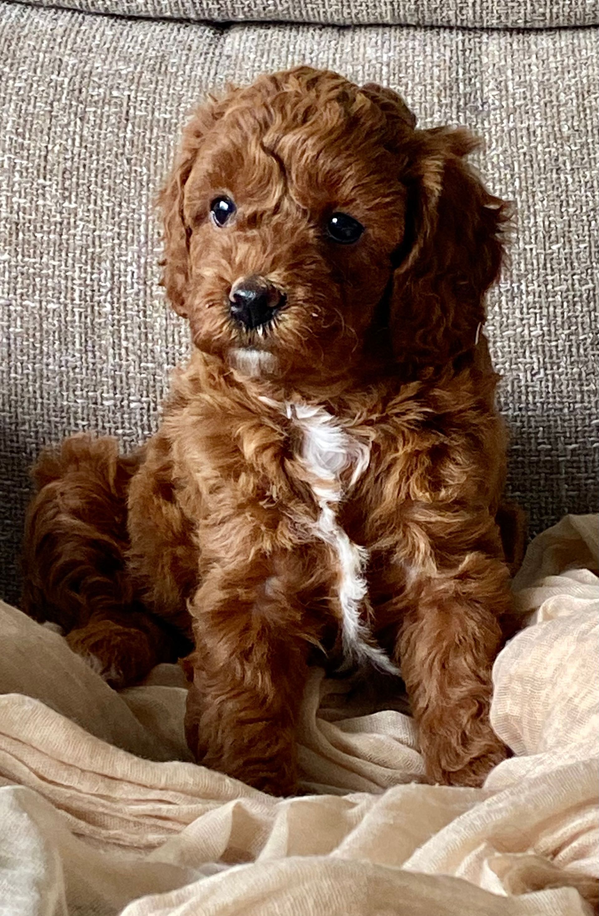 Willow - F1b Cavapoo (Female) $1200