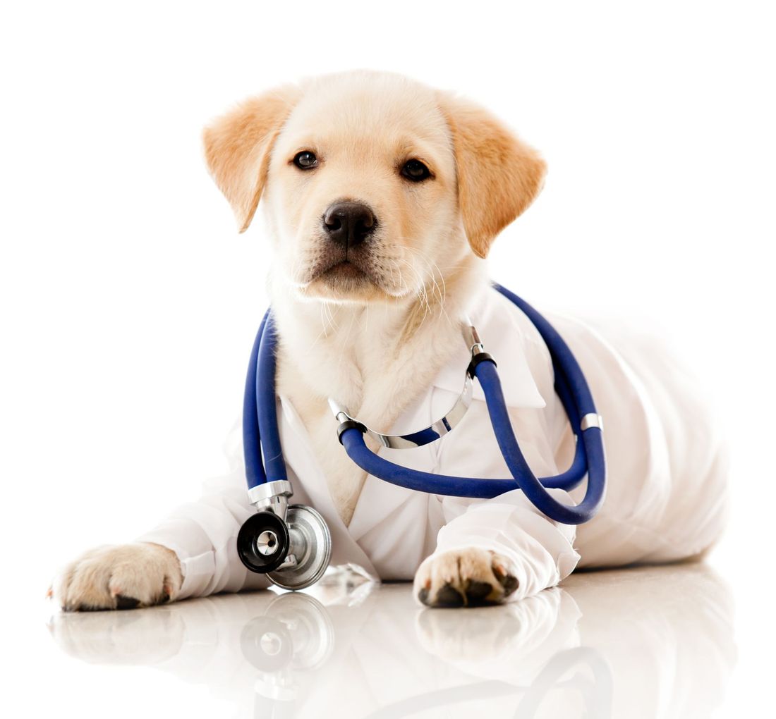 cane con camice e stetoscopio