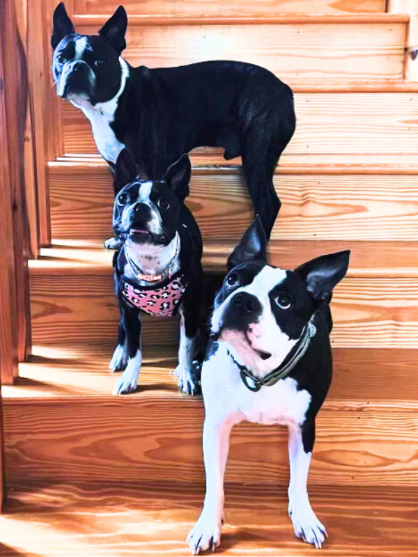 Three black and white Boston Terriers on wooden stairs. One stands, two sit, all looking up. Three black and white Boston Terriers on wooden stairs. One stands, two sit, all looking up.