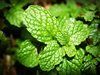 Close-up of vibrant green mint leaves, with textured surfaces.