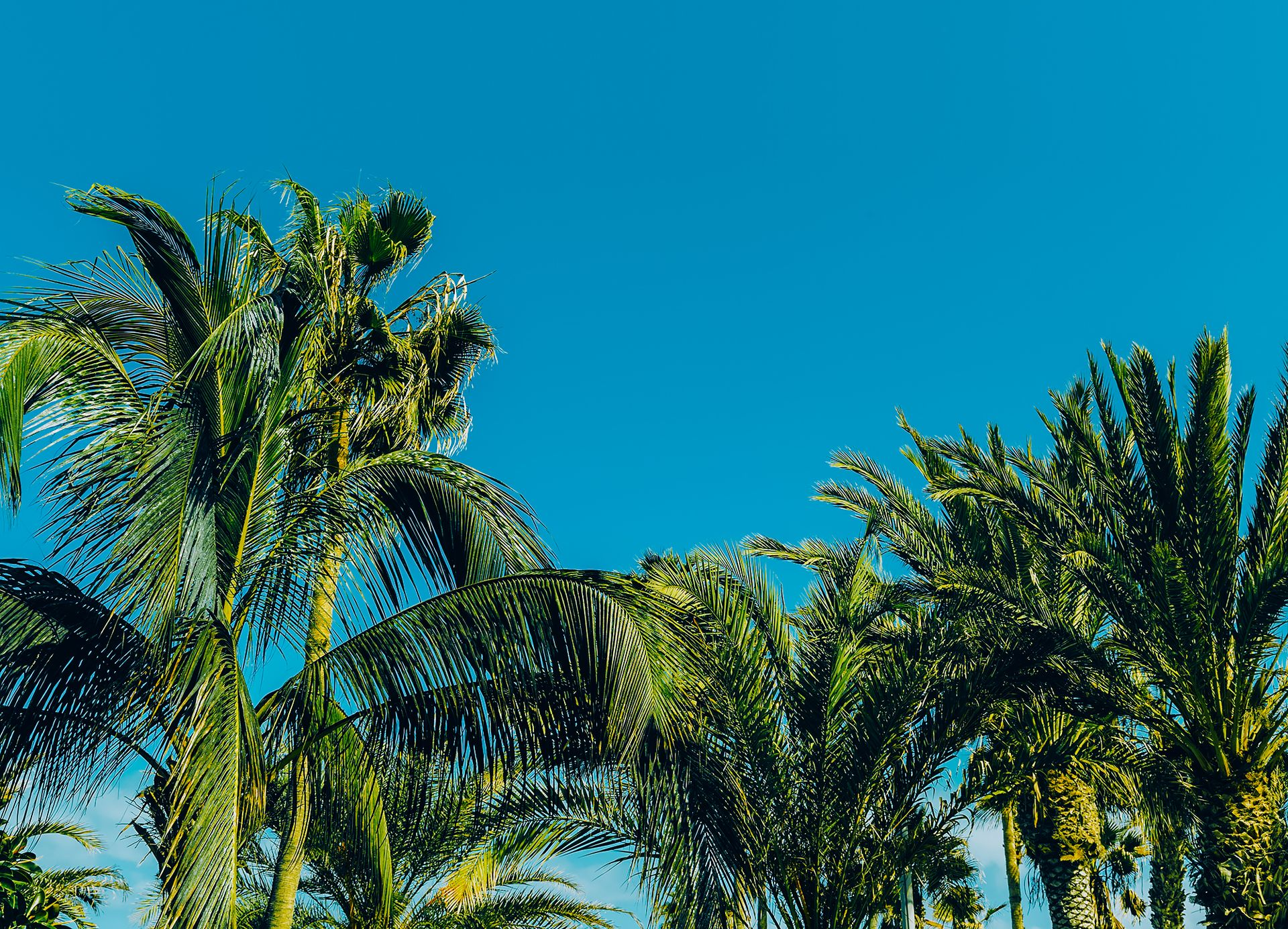 Palm trees against a bright blue sky.