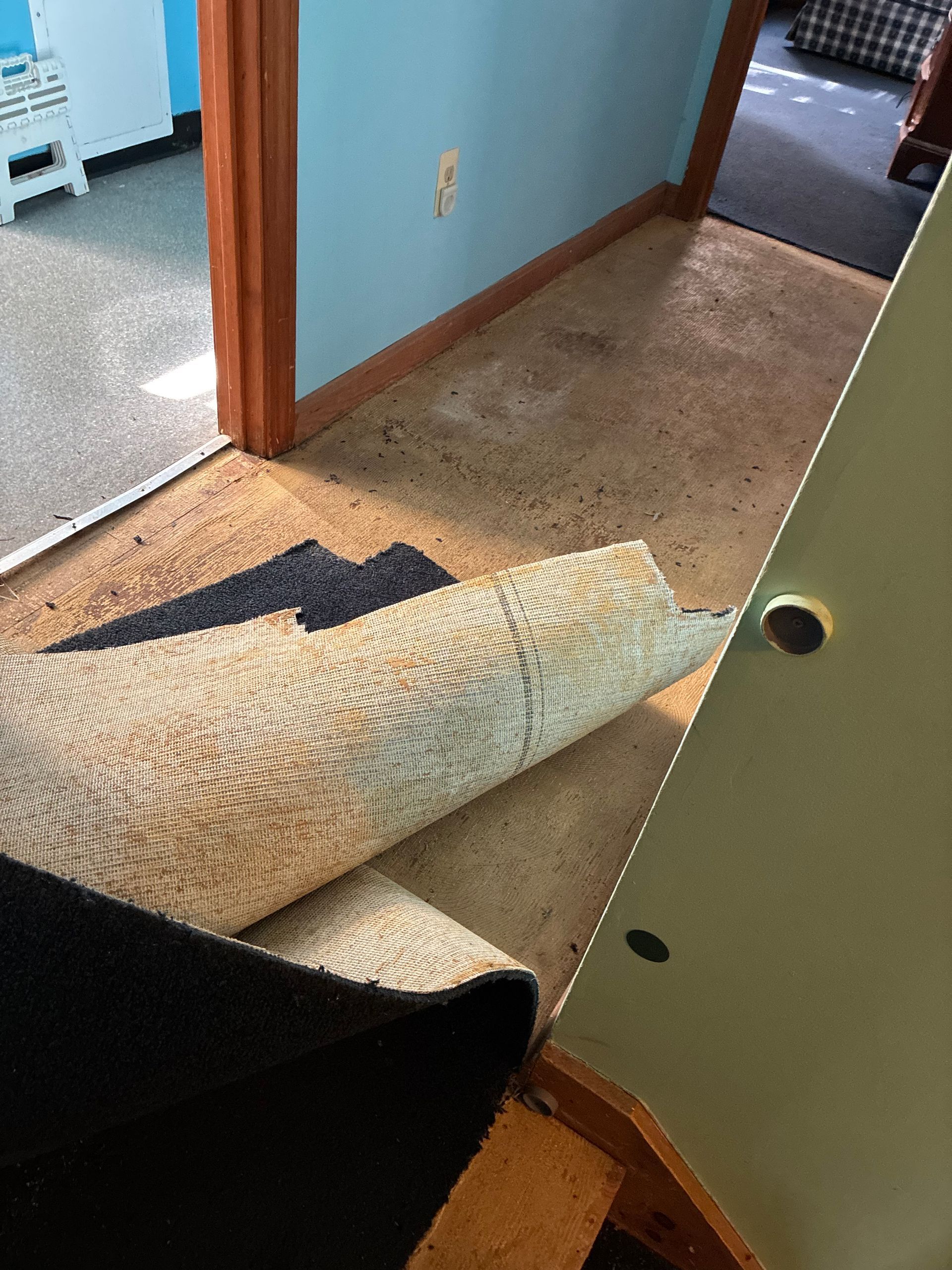 Rolled-up rug on wood floor next to blue wall with doorway, revealing a hallway with another rug.