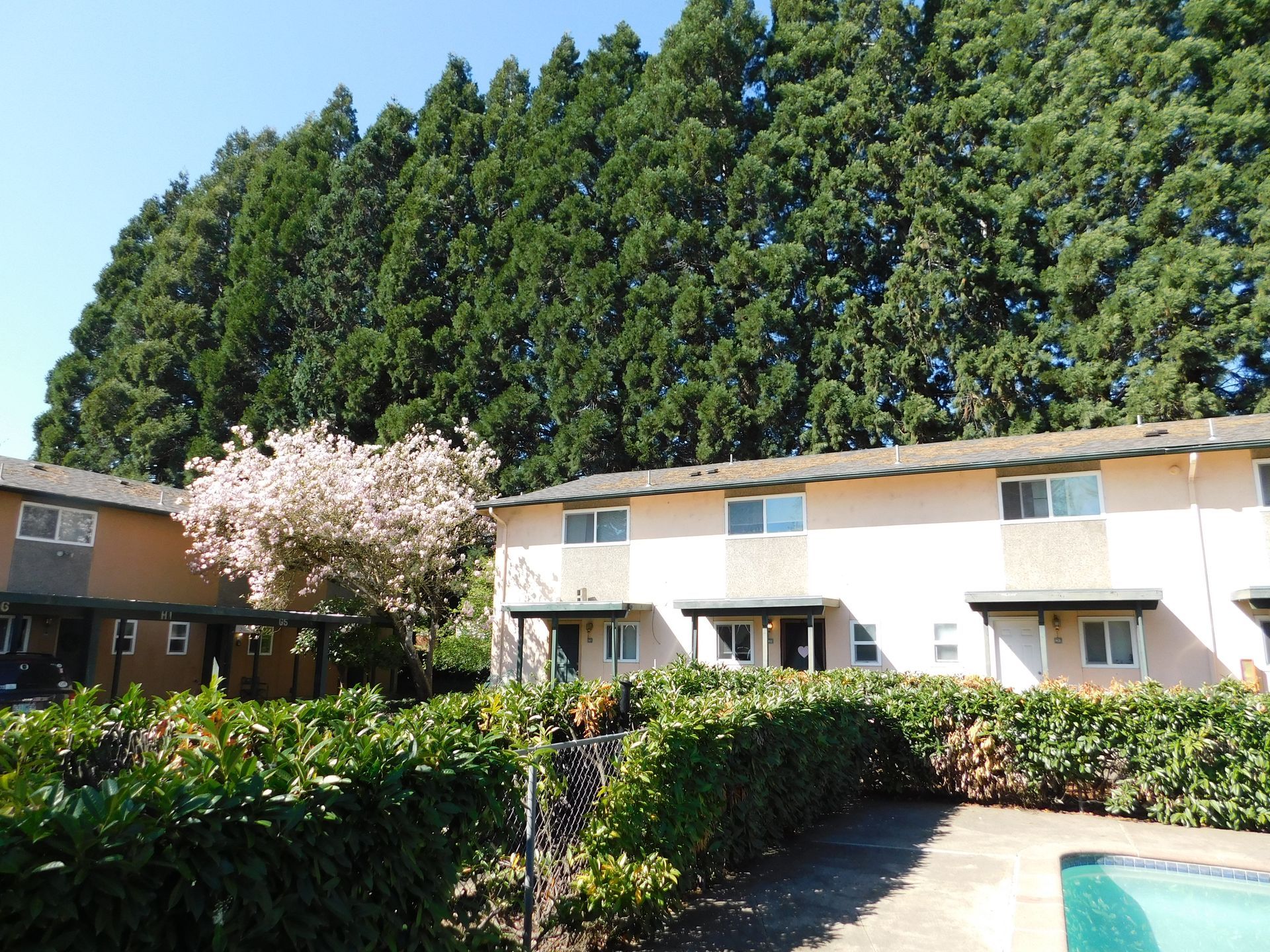 Apartment buildings with a pool, green hedges, and tall evergreen trees in the background.