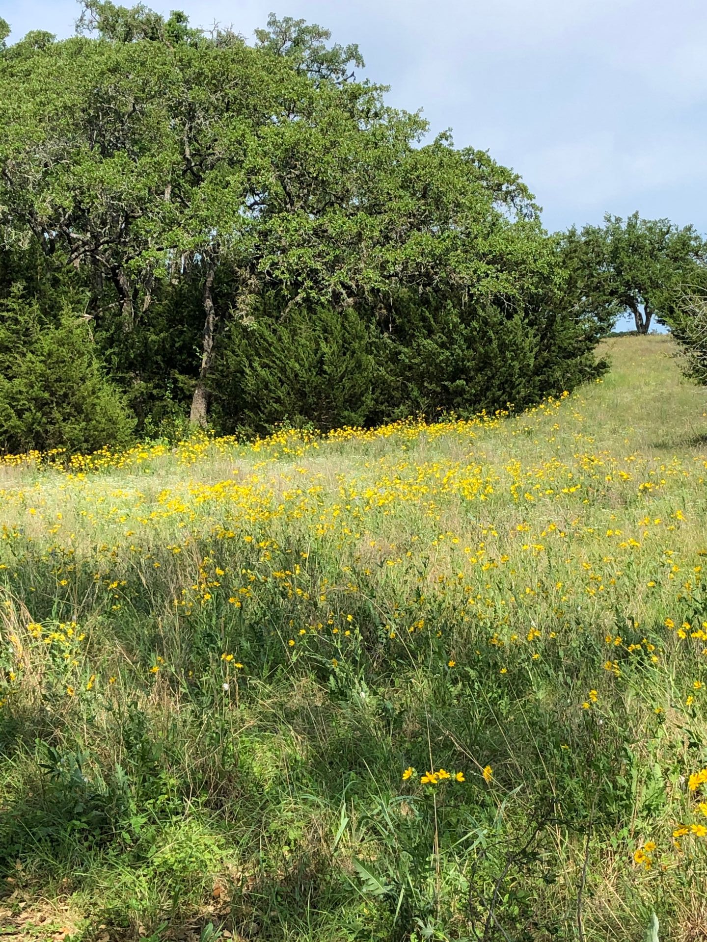 A field of yellow flowers with trees in the background
