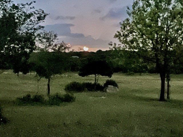 A field with trees and a full moon in the background.