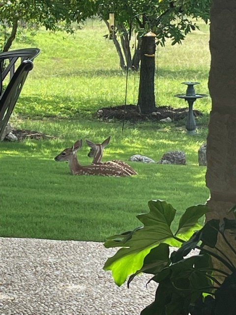 Two deer are laying in the grass near a bird feeder