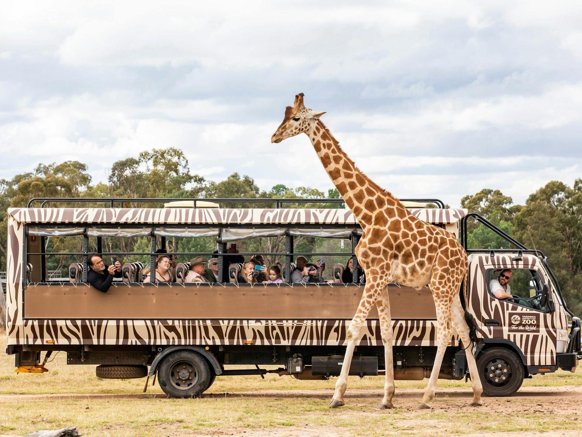 A Giraffe Next To A Safari Bus - Country Leisure Dubbo in Dubbo, NSW