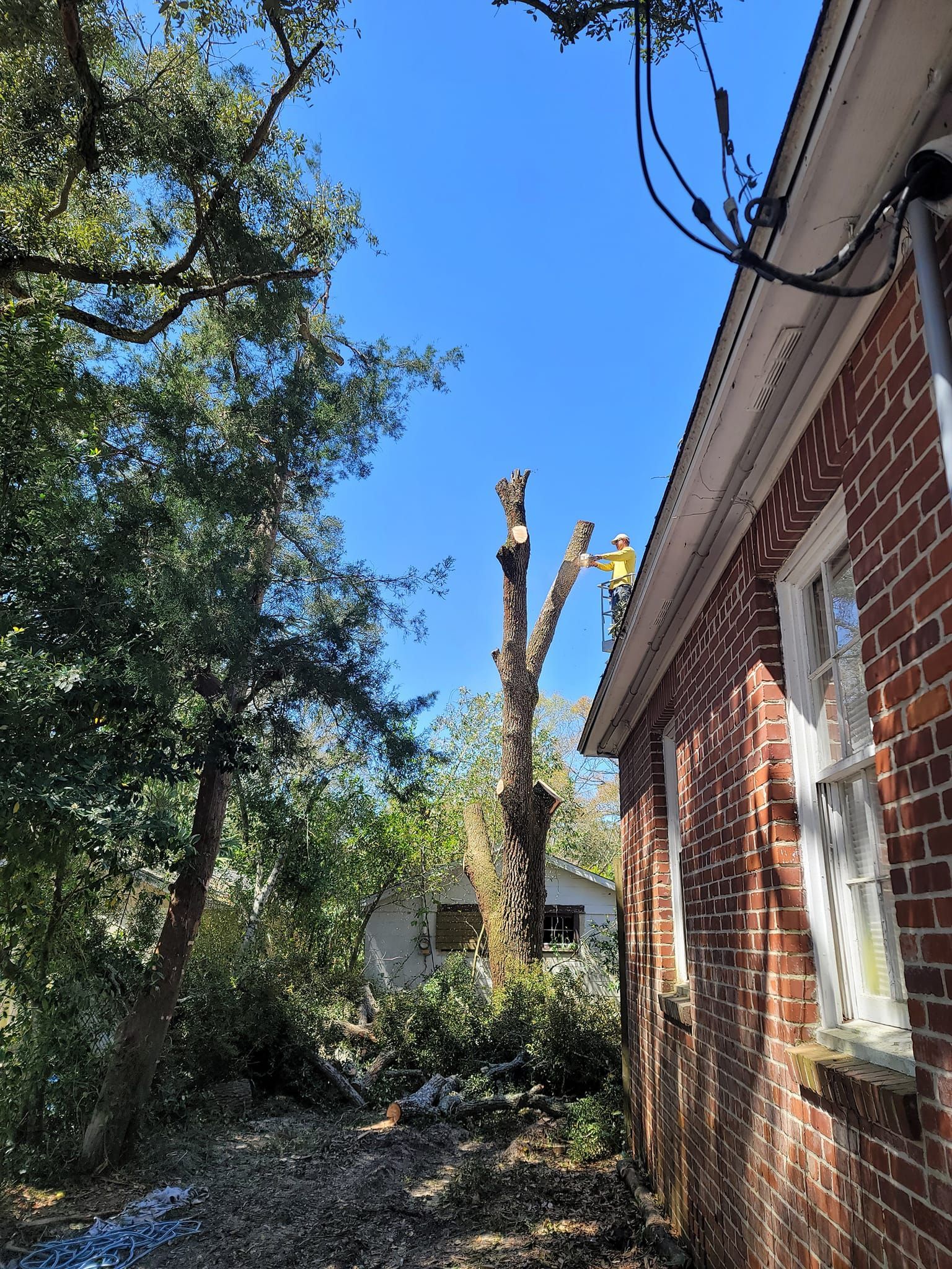 best tree removal company pensacola