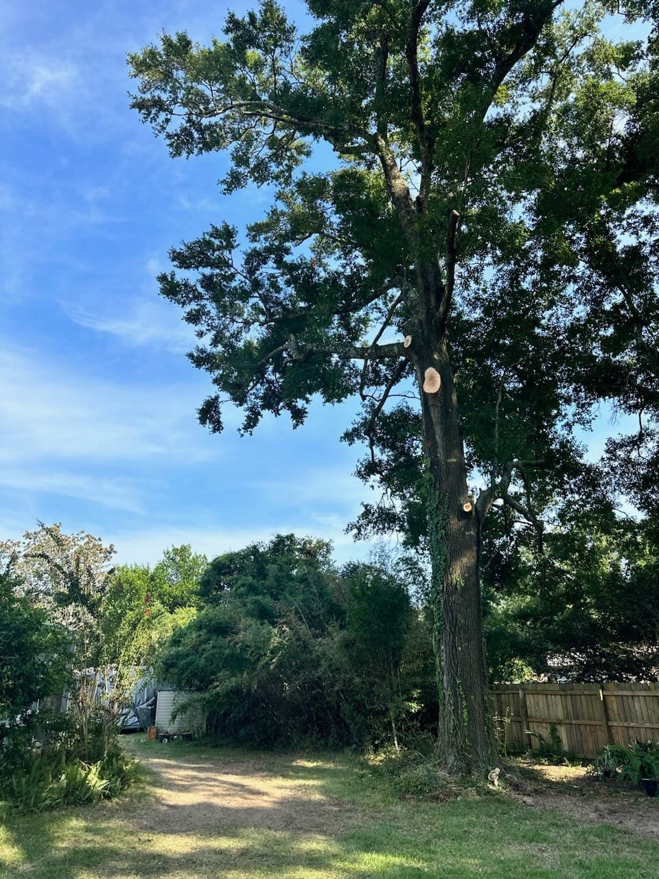 Pensacolas tree trimming co