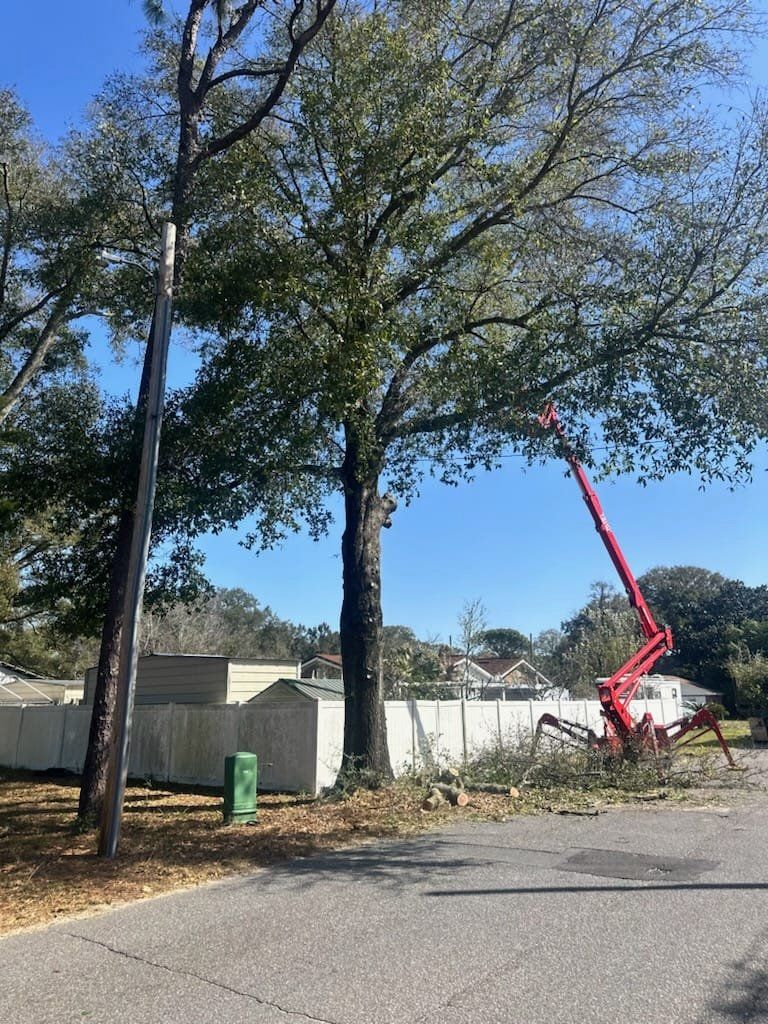 best tree service pensacola