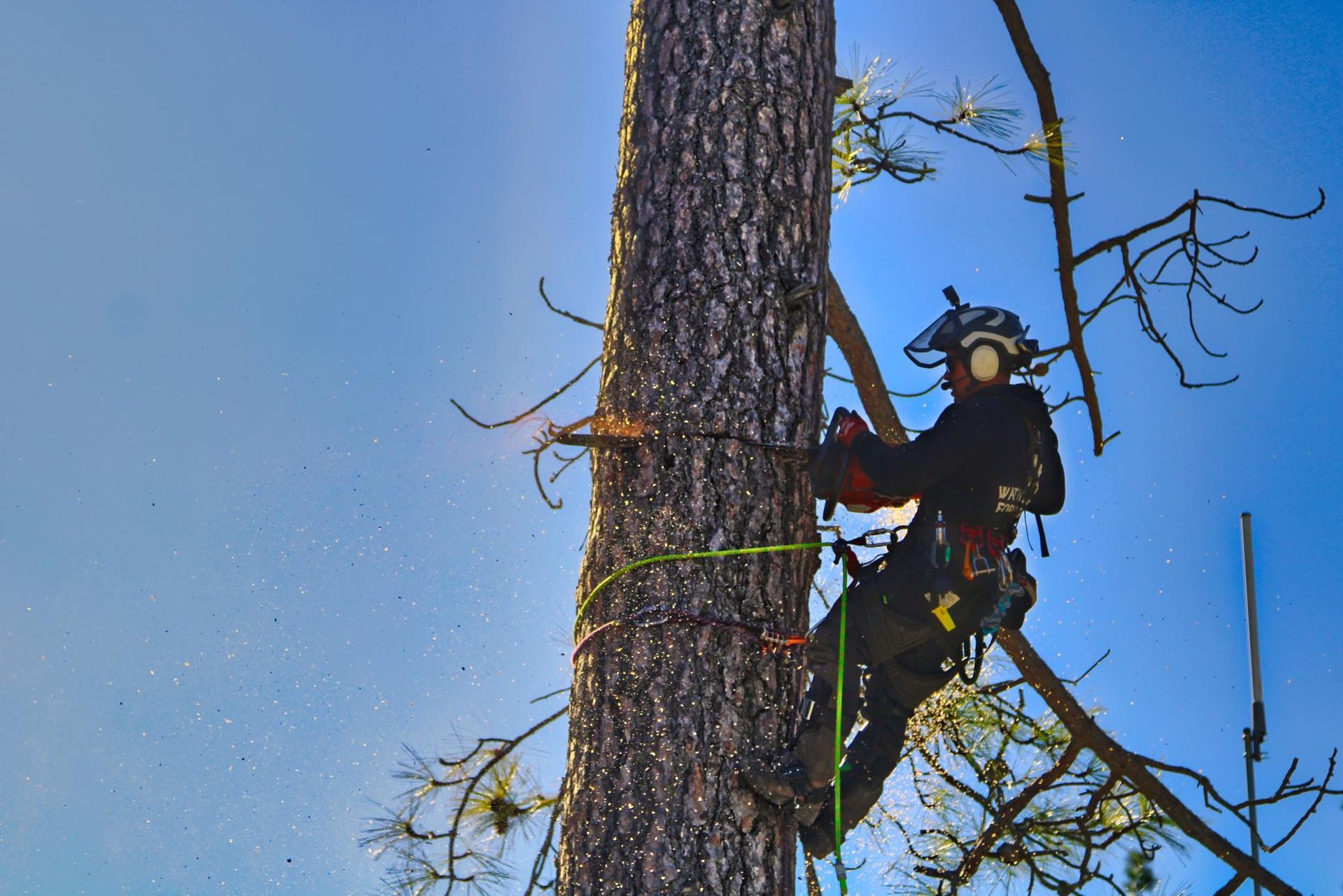 Tree Removal Charlotte
