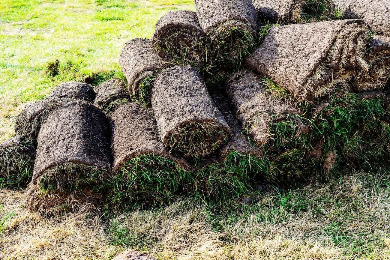 Rolls of fresh sod grass stacked on a green lawn. Rolls of fresh sod grass stacked on a green lawn.