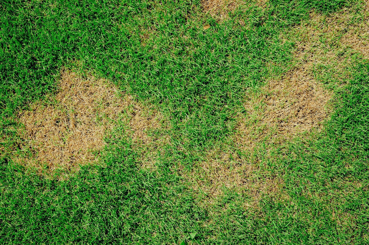 Grass — South Seaville, NJ — Novasack Turf Farms