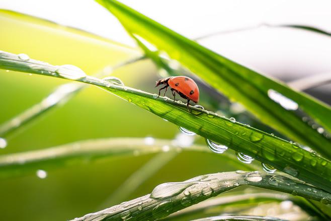 Ladybug on Grass — South Seaville, NJ — Novasack Turf Farm