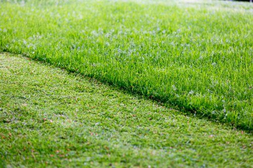 Turf Care — Grass Lawn in Seavile, NJ