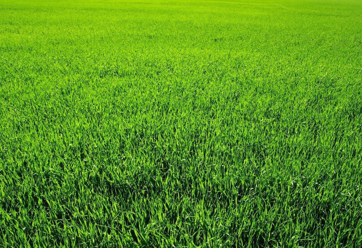 Grass — South Seaville, NJ — Novasack Turf Farms