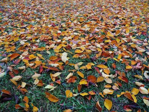Fallen Dried Leaves — South Seaville, NJ — Novasack Turf Farm
