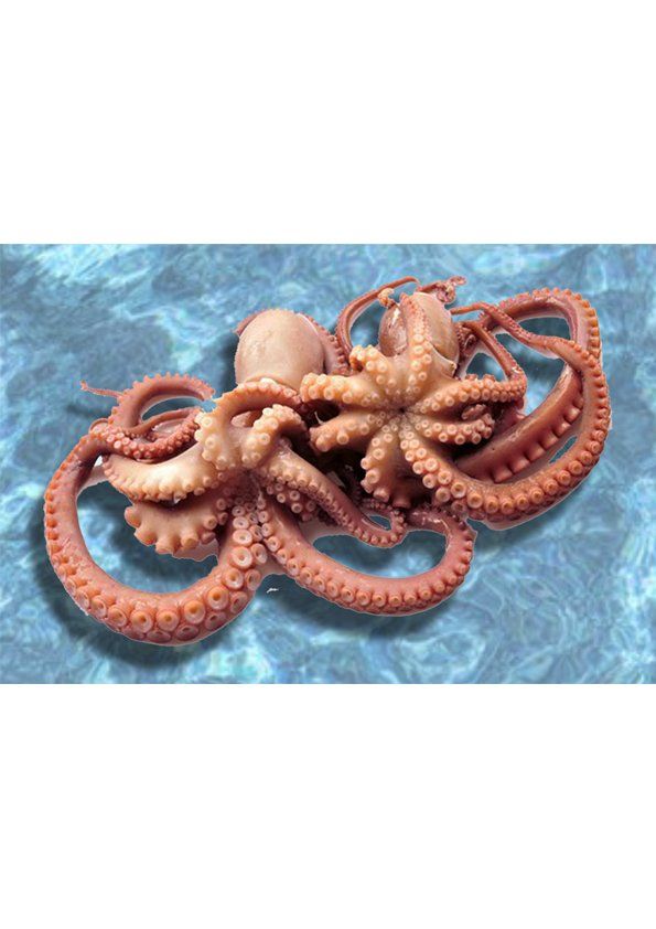 POLPO CONFEZIONATO SINGOLARMENTE