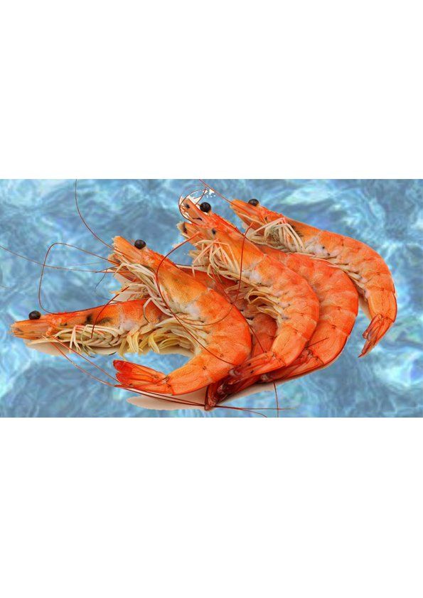 GAMBERI ARGENTINI L2