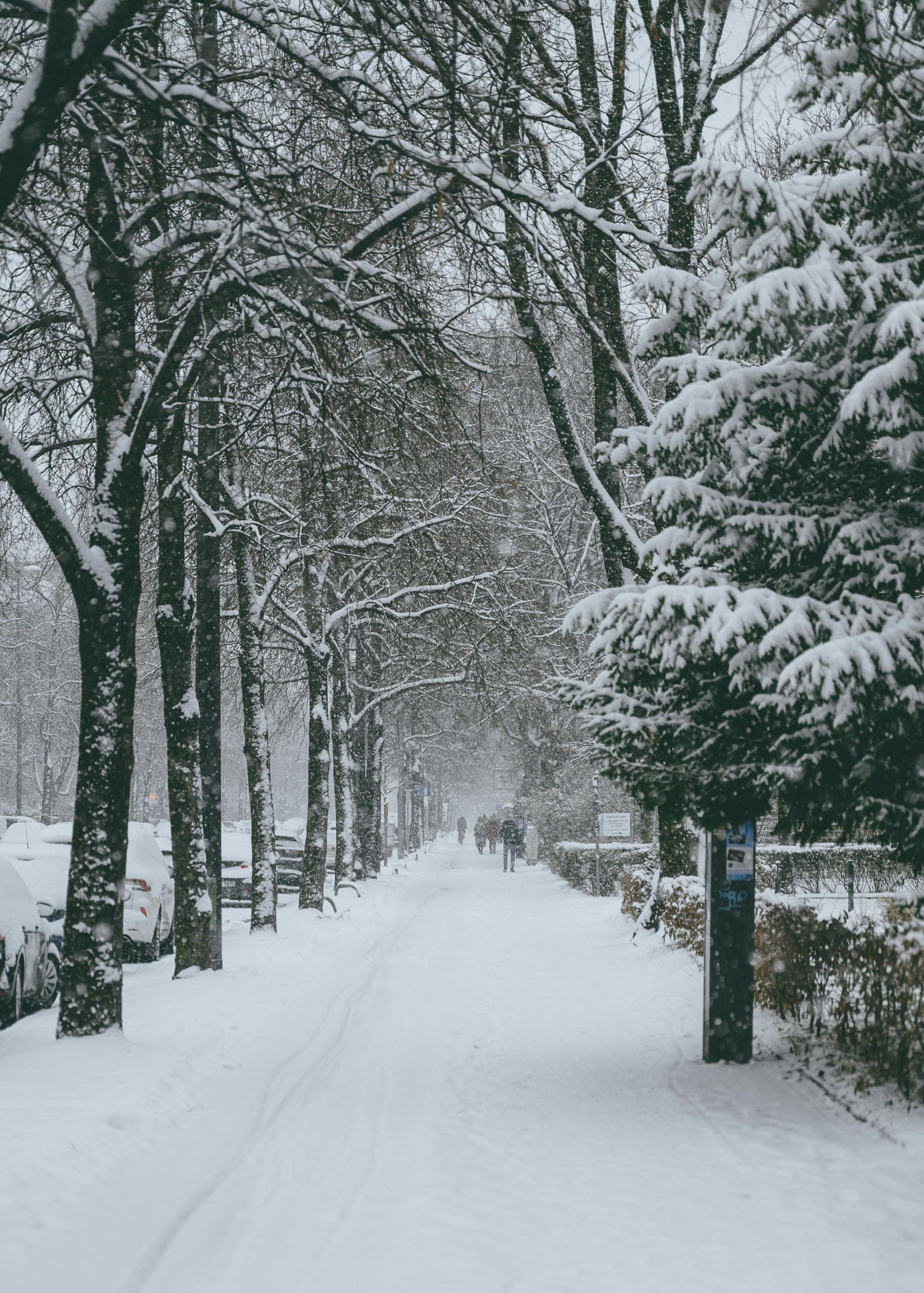 A snow-covered pathway lined with tall, frost-covered trees and a line of parked cars under a winter sky.