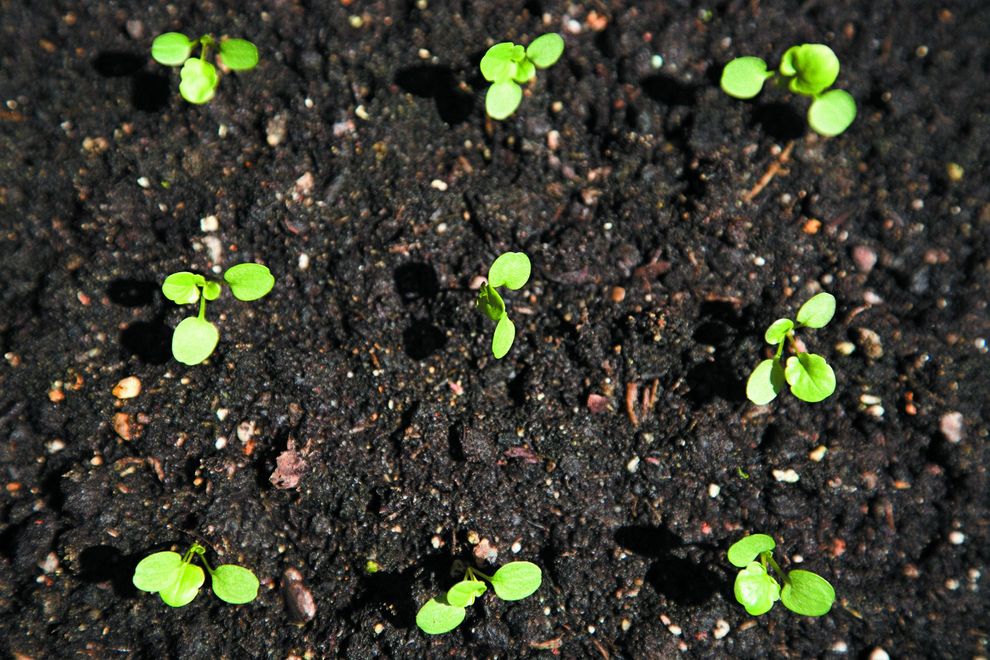 Soil with seedlings