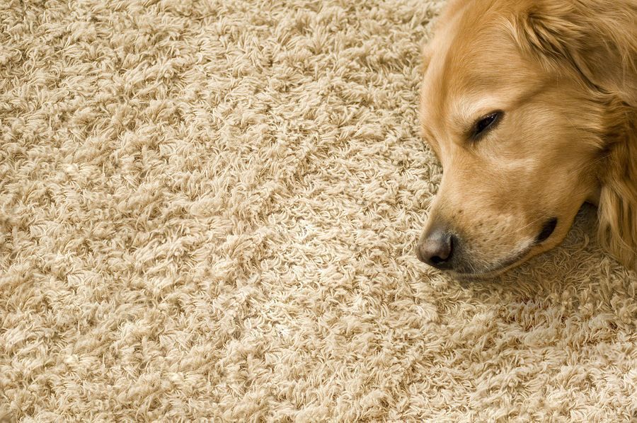 Professional Carpet Cleaning in Fareham