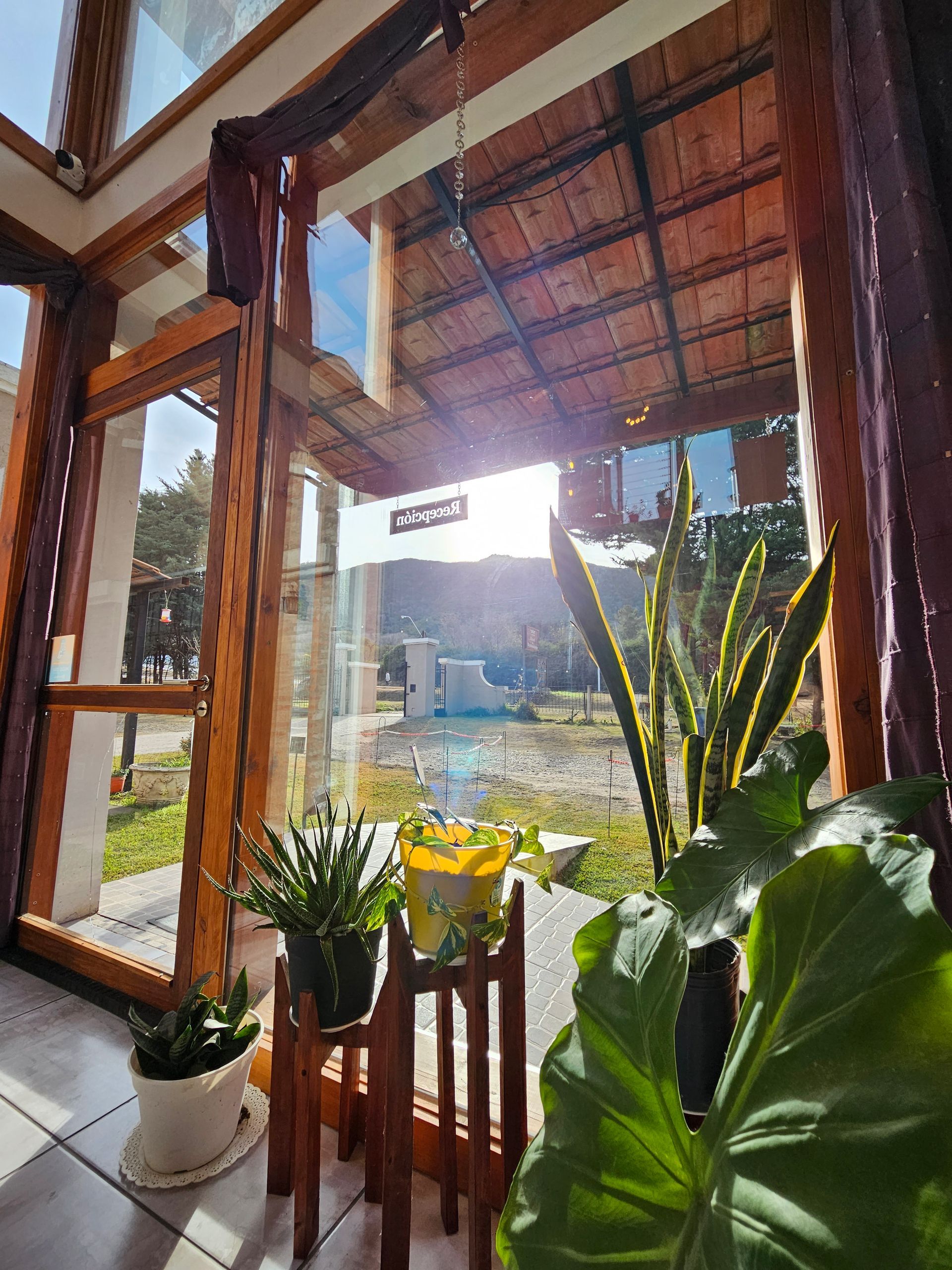 Sunlit view from inside a room with wooden frame, overlooking a yard with plants.