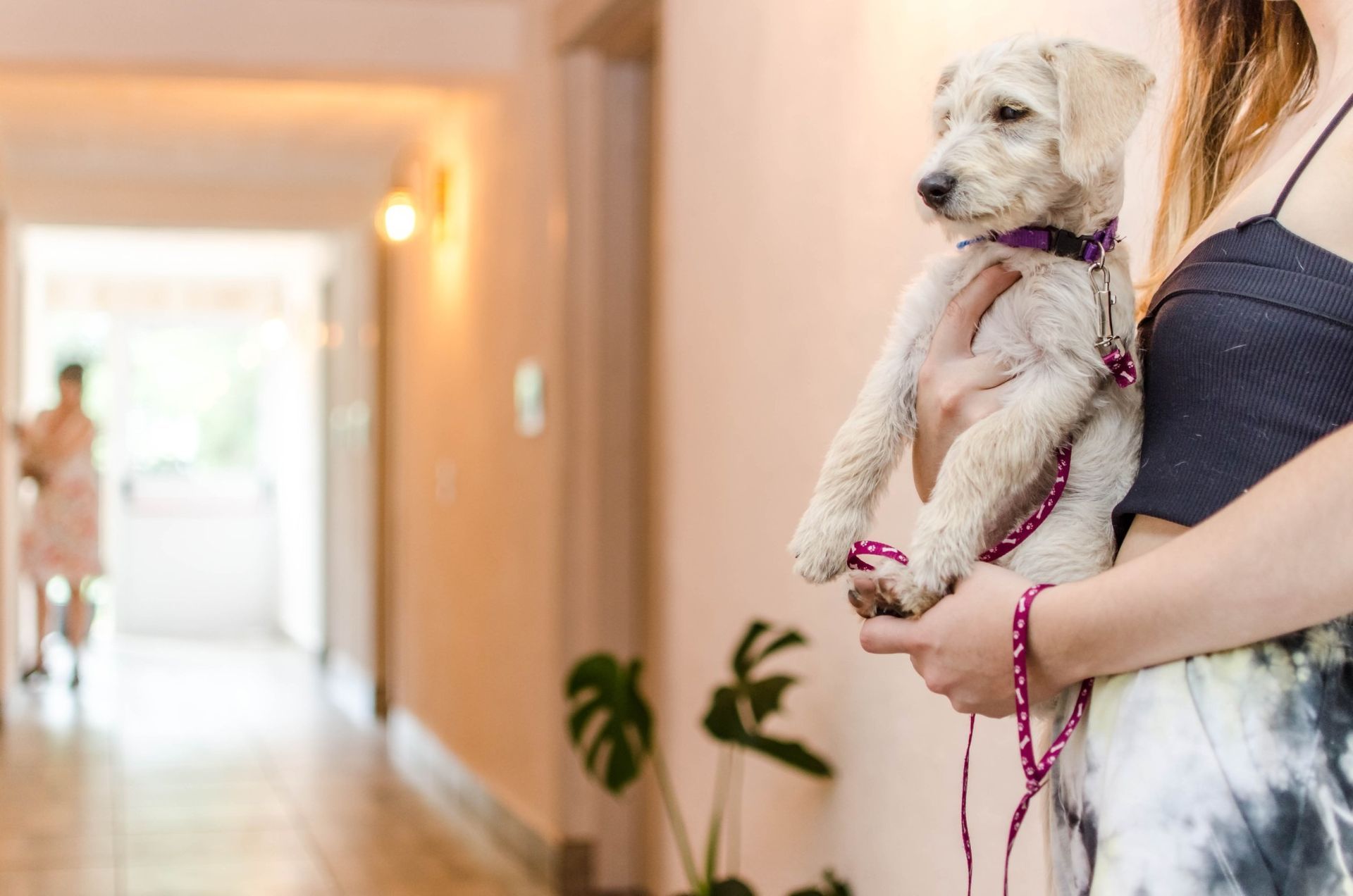 Woman holding a puppy wearing a purple collar and leash in a hallway; another person in background.