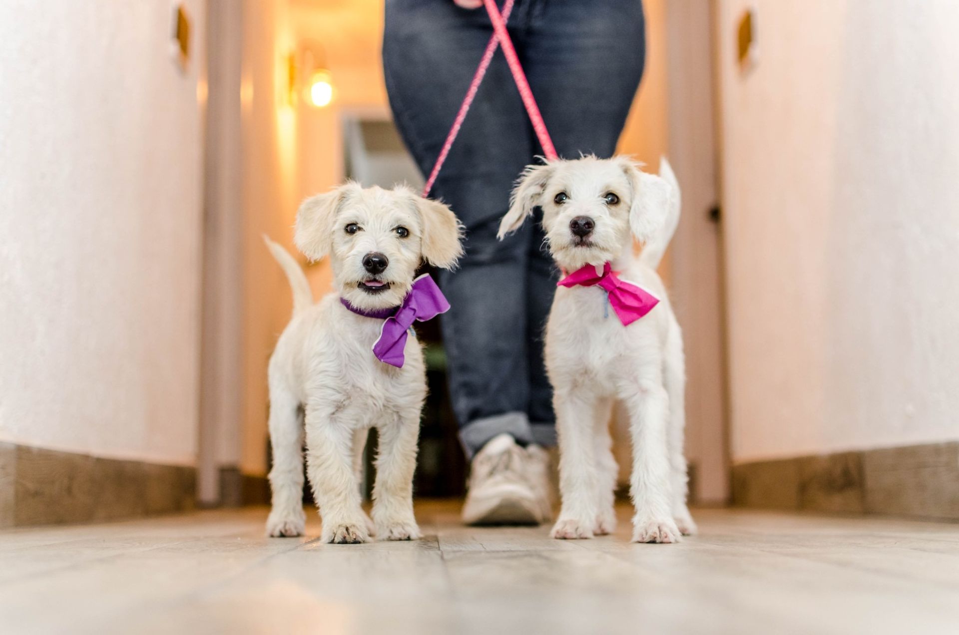 Two white fluffy dogs on leashes with bows, being walked indoors.