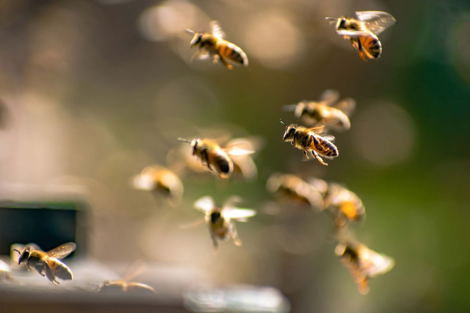 Bees — Rehoboth, MA — FLYNN PEST CONTROL