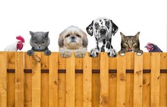 Pets on a Fence — Deck Installation in Ferndale WA