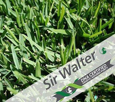 Turf Sir Walter Buffalo — Cooroy Landscape Supplies And Garden Centre In Cooroy, QLD