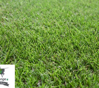 Sir Grange Zoysia — Cooroy Landscape Supplies And Garden Centre In Cooroy, QLD