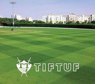 Turf TifTuf Hybrid Bermuda — Cooroy Landscape Supplies And Garden Centre In Cooroy, QLD