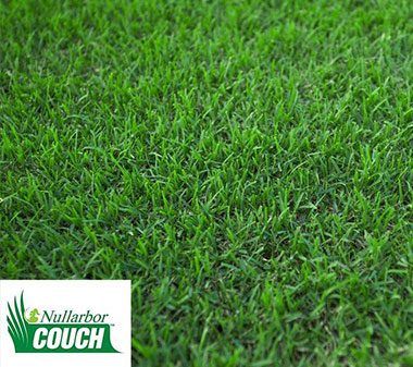 Nullarbor Couch — Cooroy Landscape Supplies And Garden Centre In Cooroy, QLD