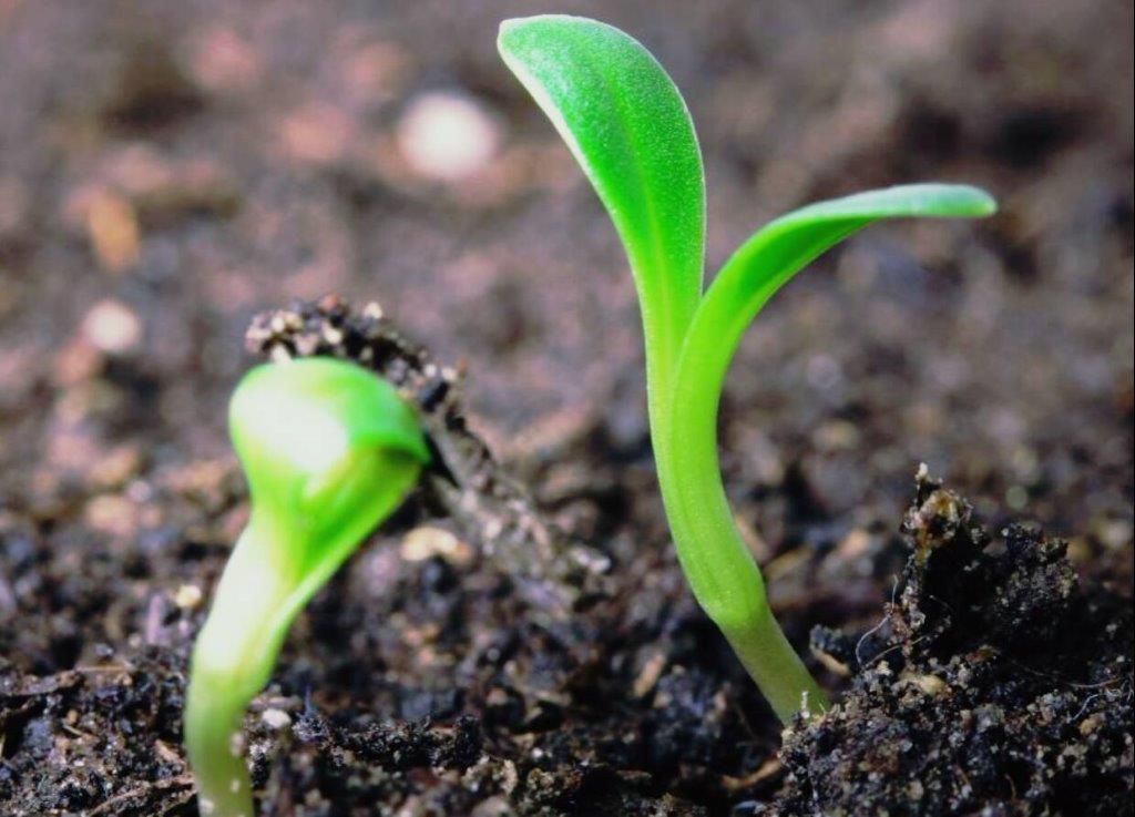 Two Small Green Plants Are Growing out Of the Ground — Cooroy Landscape Supplies and Garden Centre in Cooroy, QLD