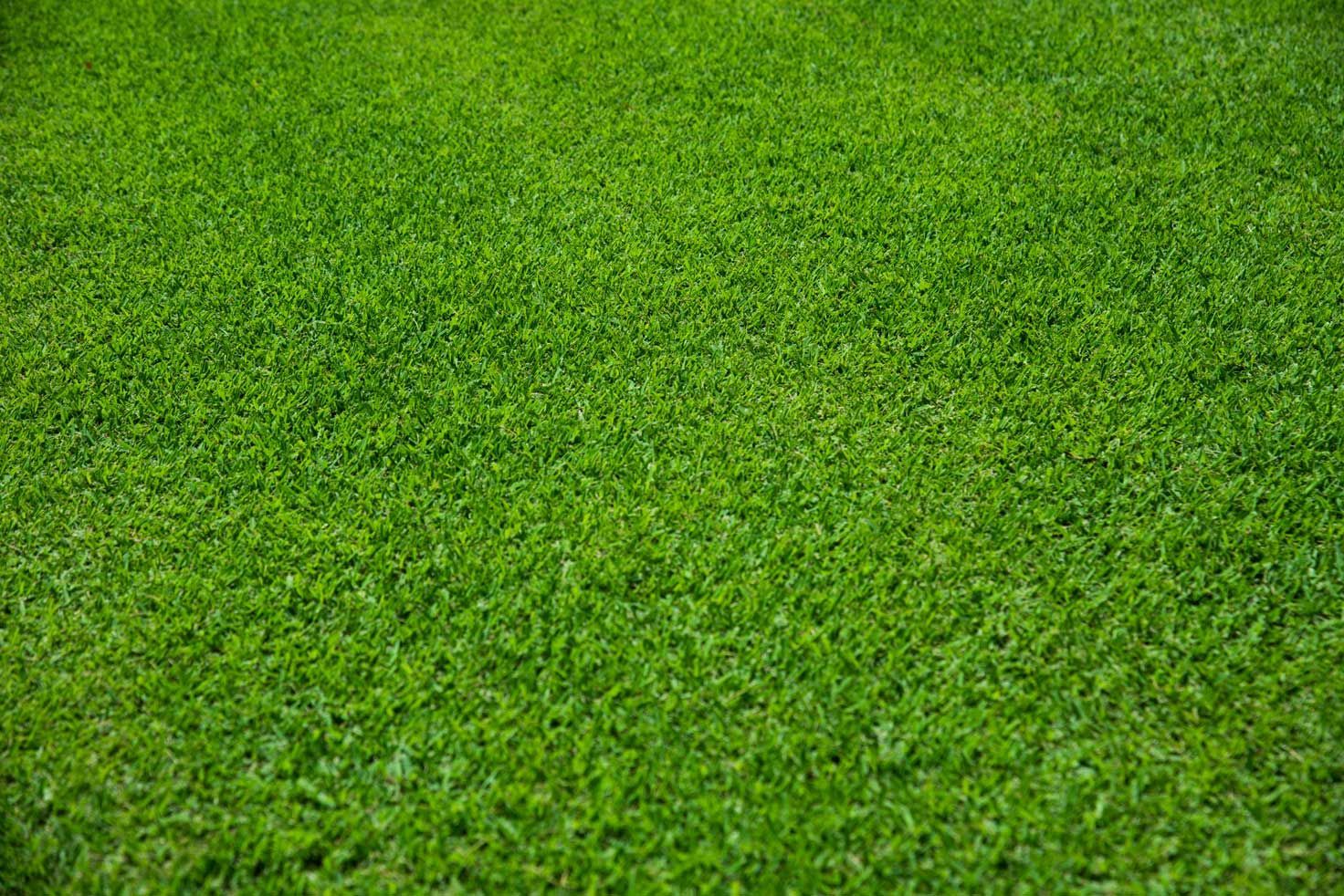 Nullarbor Couch — Cooroy Landscape Supplies And Garden Centre In Cooroy, QLD